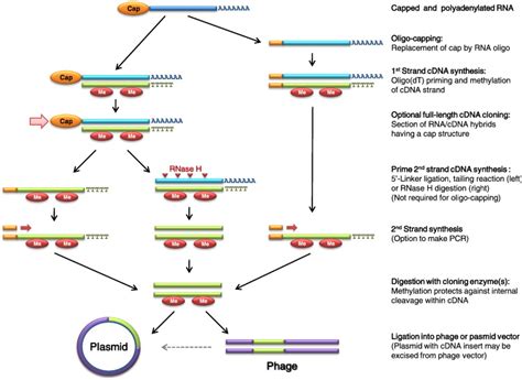 hvccr|Molecular cloning and characterization of cDNAs  .